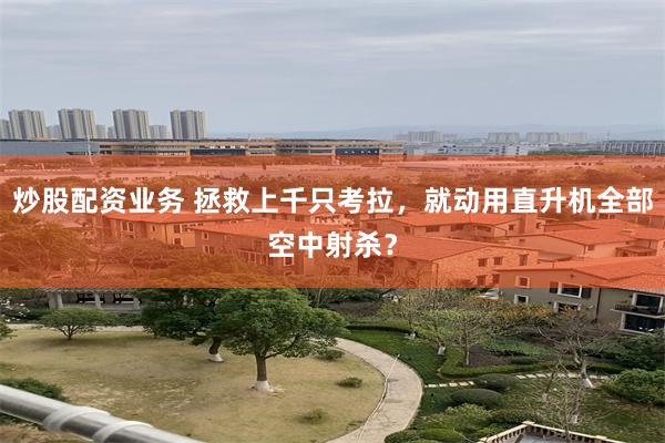 炒股配资业务 拯救上千只考拉，就动用直升机全部空中射杀？