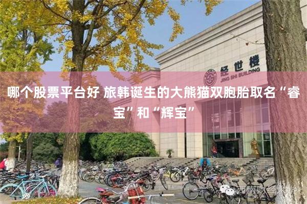 哪个股票平台好 旅韩诞生的大熊猫双胞胎取名“睿宝”和“辉宝”