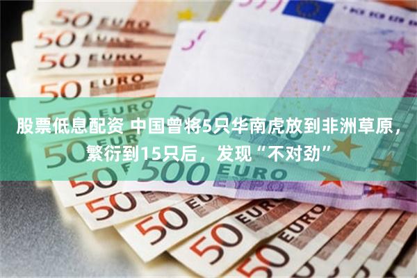 股票低息配资 中国曾将5只华南虎放到非洲草原，繁衍到15只后，发现“不对劲”