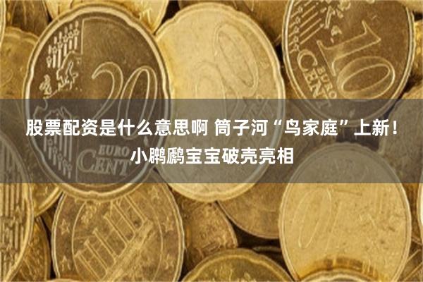 股票配资是什么意思啊 筒子河“鸟家庭”上新！小䴙䴘宝宝破壳亮相